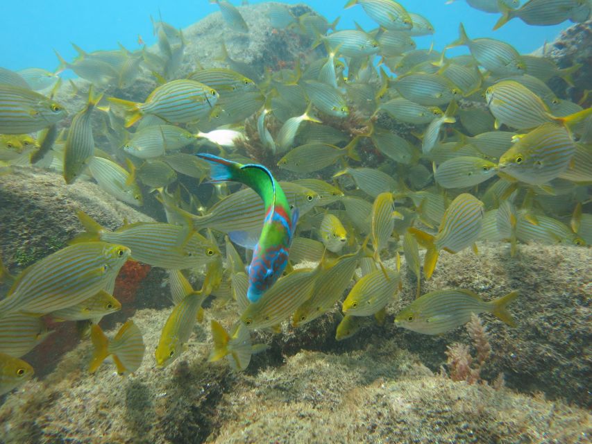 Funchal: Scuba Diving Experience for Beginners - Instructor Expertise