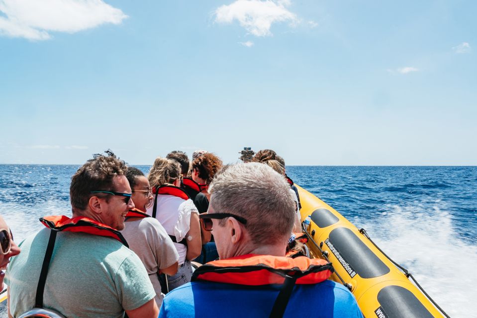 Funchal: Whale and Dolphin Watching Speed Boat Tour - Expert Guided Tours