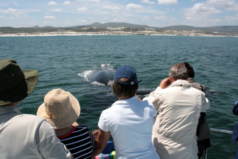 Gansbaai: Whale Watching Trip by Boat - Last Words