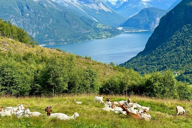 Geiranger Tour in the Footsteps of Royalty (Mar ) - Common questions