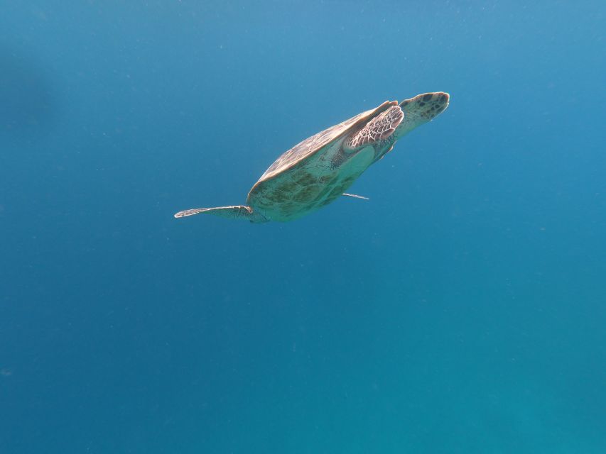 Gili Islands: 3-Island Sharing or Private Snorkeling Trip - Customer Reviews