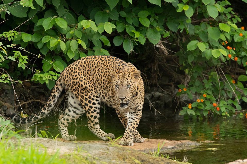 Gir National Park: Gir Forest Lion Safari in Open Jeep - Last Words