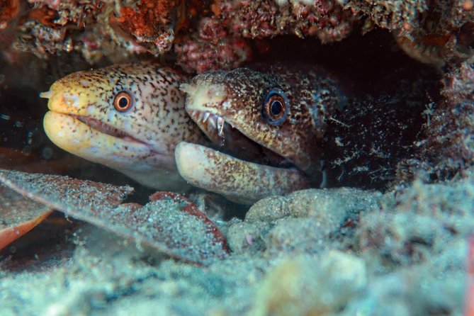 Gold Coast Try-Scuba Experience at Cook Island Aquatic Reserve - Safety Precautions