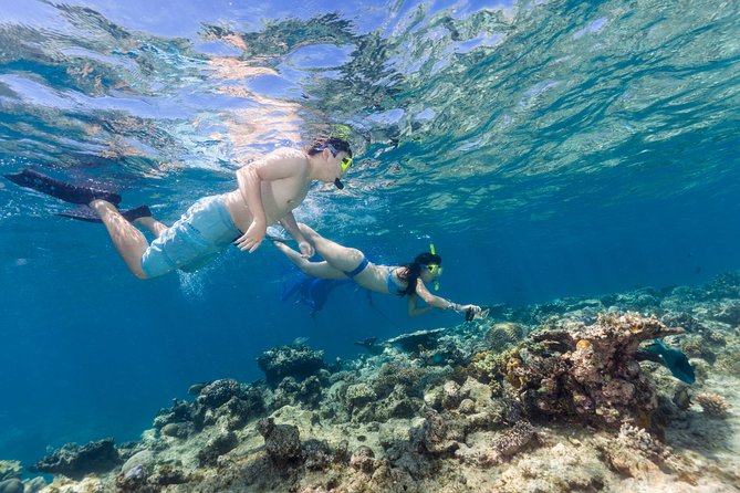 Great Barrier Reef Snorkeling and Diving Cruise From Cairns - Common questions