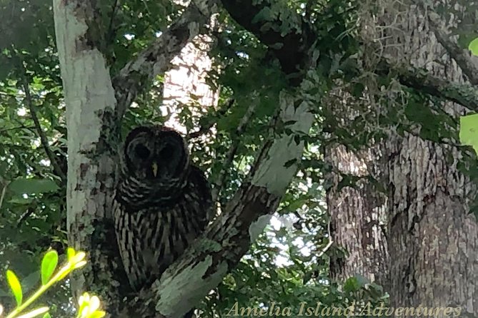 Guided Kayak Eco Tour: Real Florida Adventure - Common questions