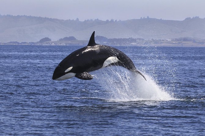 Half Day Dolphin & Wildlife Cruise - Tauranga - Last Words