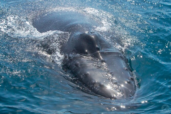 High Speed Zodiac Whale Watching Safari From Dana Point - Safety Precautions and Physical Requirements