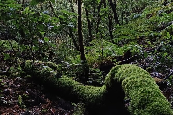 Hiking Through Enchanted Forest Above Masca Half-Day Hike Tenerif - Last Words