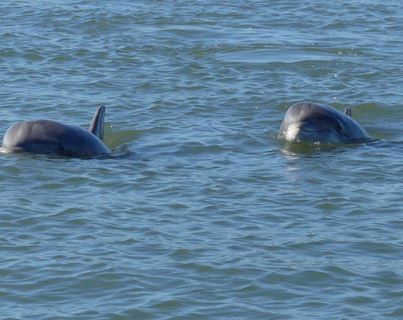 Hilton Head Island: Dolphin and Nature Tour - Last Words