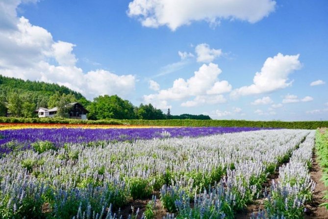 Hokkaido Highlights of Flower Blossom, Asahiyama Zoo, and Blue Pond "Aoi-ike"! - Common questions