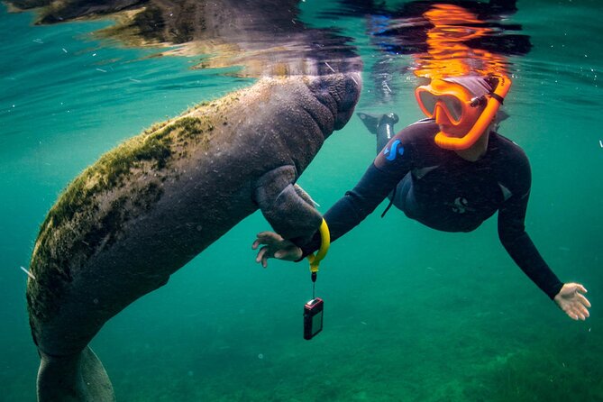 Homosassa Springs and Manatee Snorkeling Experience, Orlando - Common questions