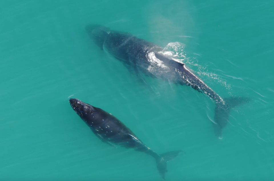 Hoonah: Icy Strait Whale Watch With Drone Filmography - Last Words