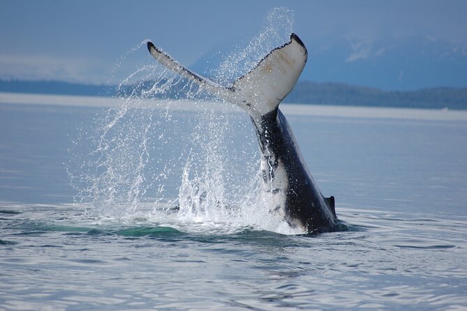 Hoonah Whale-Watching Cruise - Common questions