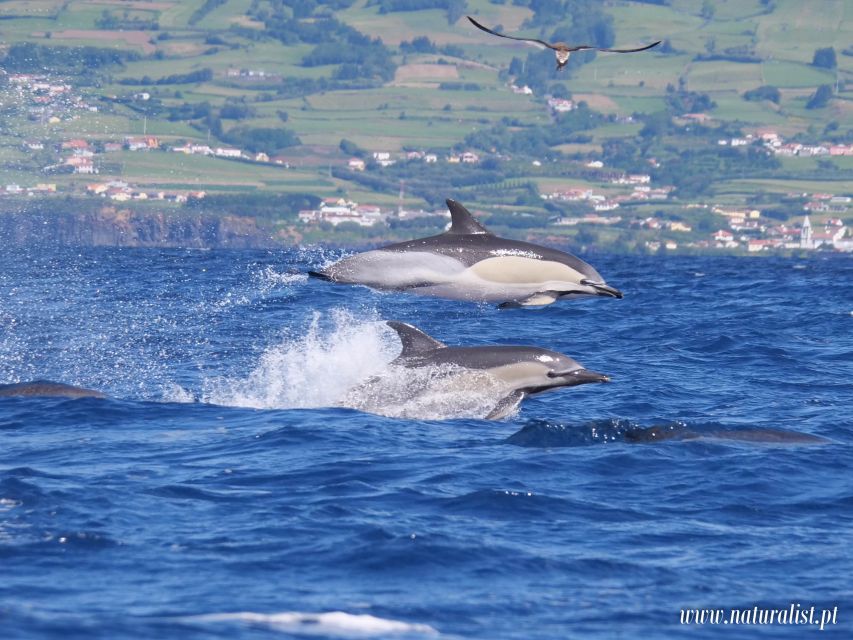 Horta: Whale and Dolphin Watching Expedition - Value for Money