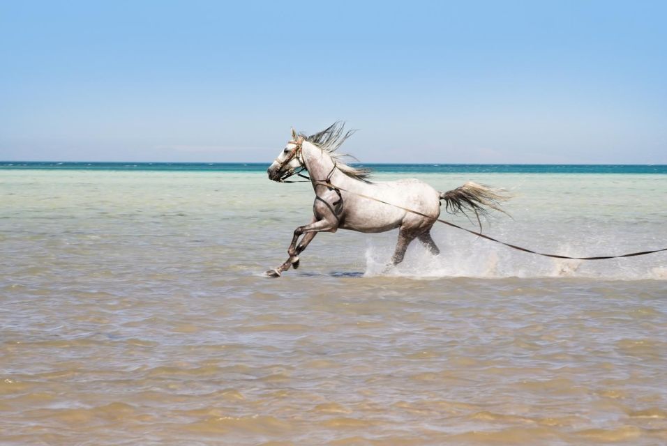 Hurghada: Horse Ride Along the Sea & Desert With Transfers - Last Words