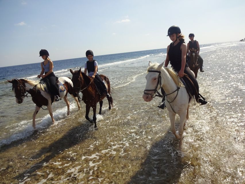 Hurghada: Sea & Desert Horse Tour, Stargazing, Dinner & Show - Transportation Details
