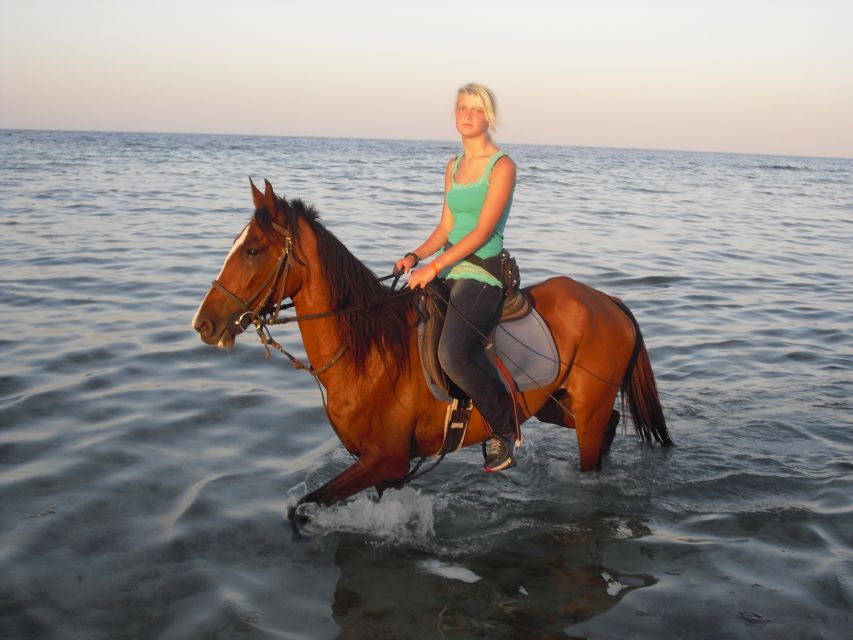 Hurghada: Sea & Desert Horse Tour, Stargazing, Dinner & Show - Horseback Riding Experience