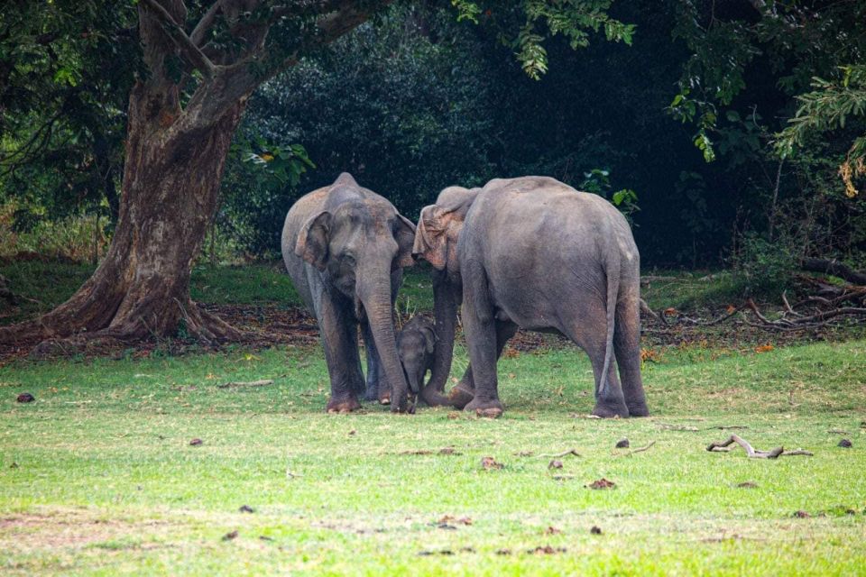 Hurulu National Park Safari Minneriya - Last Words