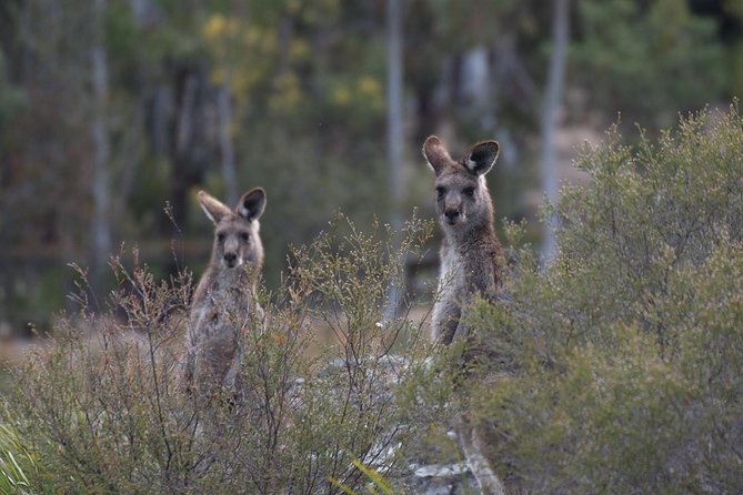 Inside the Greater Blue Mountains World Heritage - A Private Wildlife Safari Overnight - Last Words