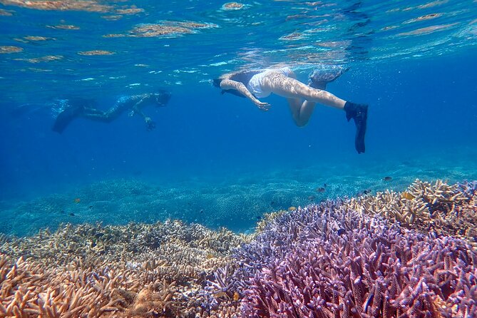 [Ishigaki] Snorkeling Tour at Phantom Island - Directions and Recommendations