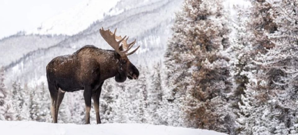 Jackson: Grand Teton and National Elk Refuge Winter Day Trip - Lunch in Jackson, Wyoming