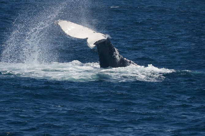 Jervis Bay Whale Watching Tour - Last Words