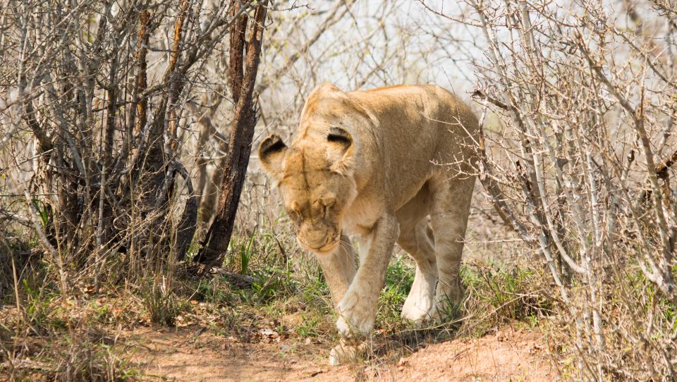 Johannesburg: 3-Day Classic Kruger National Park Safari Tour - Pickup and Drop-off Information