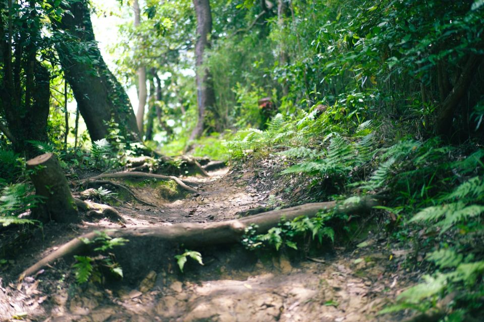 Kamakura Historical Hiking Tour With the Great Buddha - Experience Kamakuras Charm