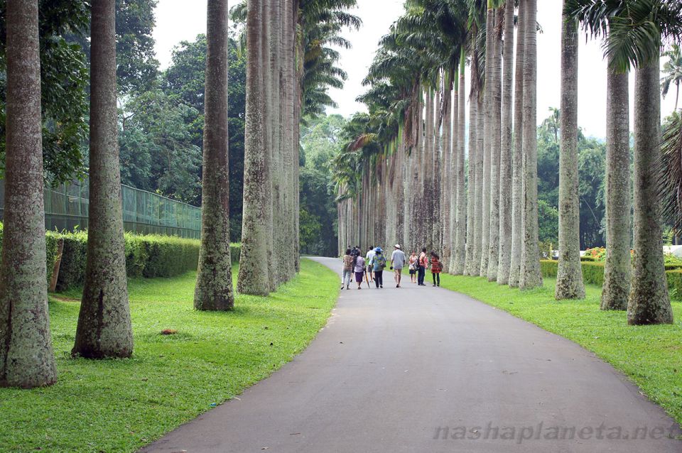 Kandy Royal Botanical Gardens Peradeniya By Tuk Sri Lanka - Booking Information and Payment Details