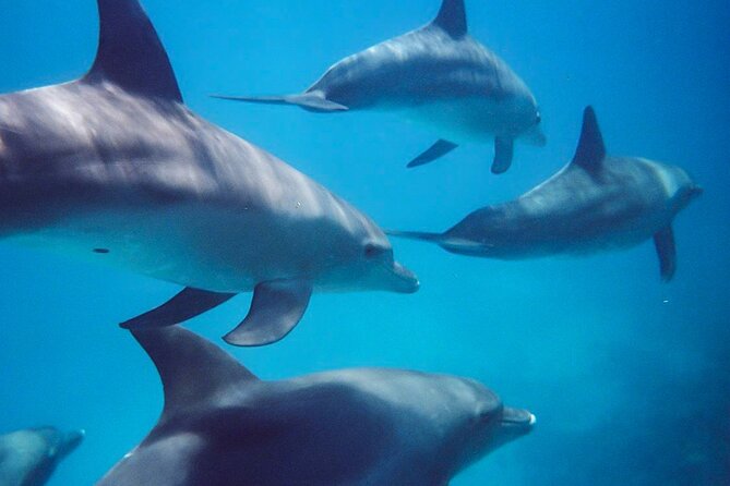 Kangaroo Island Ocean Safari - Snorkeling Safari - Last Words