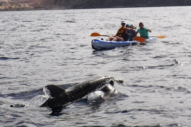 Kayak Route Along the Volcanic Coast in Tenerife South With Snorkeling - Last Words