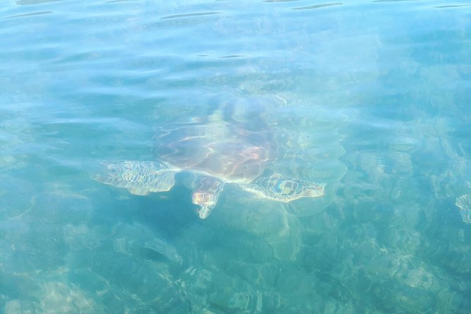 Kayak Turtle Tour From Palm Cove - Safety Tips