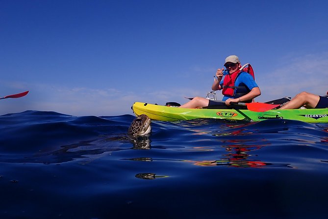 Kayaking With Dolphins and Turtles and Snorkelling in Tenerife - Last Words