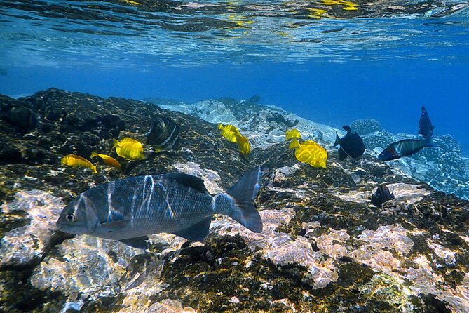 Kealakekua Bay and Captain Cook Monument Snorkel - Small-Group Experience - Last Words