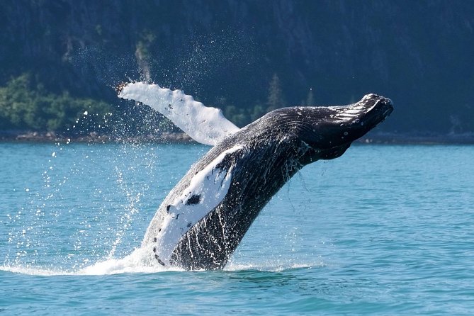 Kenai Fjords and Resurrection Bay Half-Day Wildlife Cruise - Alcoholic Drinks Available Onboard