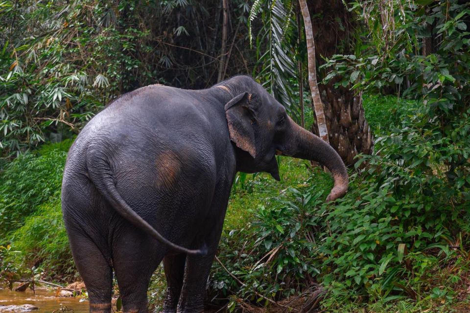 Khao Lak: All-Day Elephant Sanctuary Experience Small Groups - Last Words