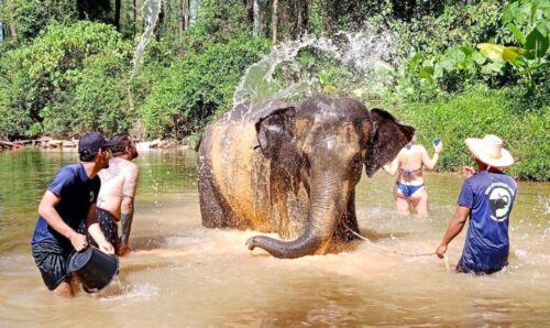 Khao Lak: Elephant Sanctuary Guided Tour - Last Words