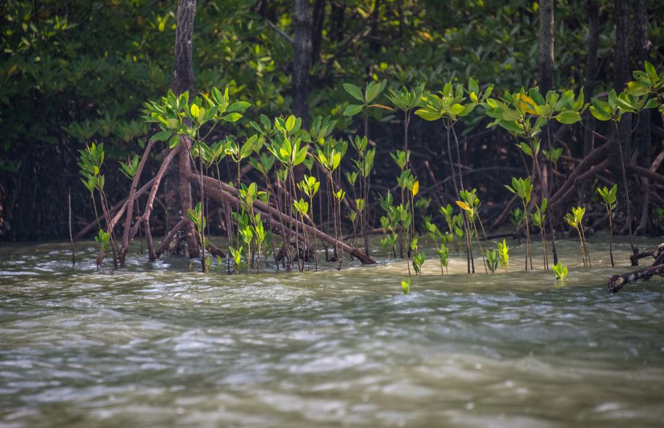 Ko Lanta: Mangrove Kayaking Half-Day Tour - Review Summary and Visitor Feedback