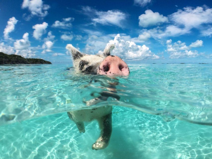 Koh Madsum ( Pig Island ) & Koh Tan by Longtail Boat - Common questions