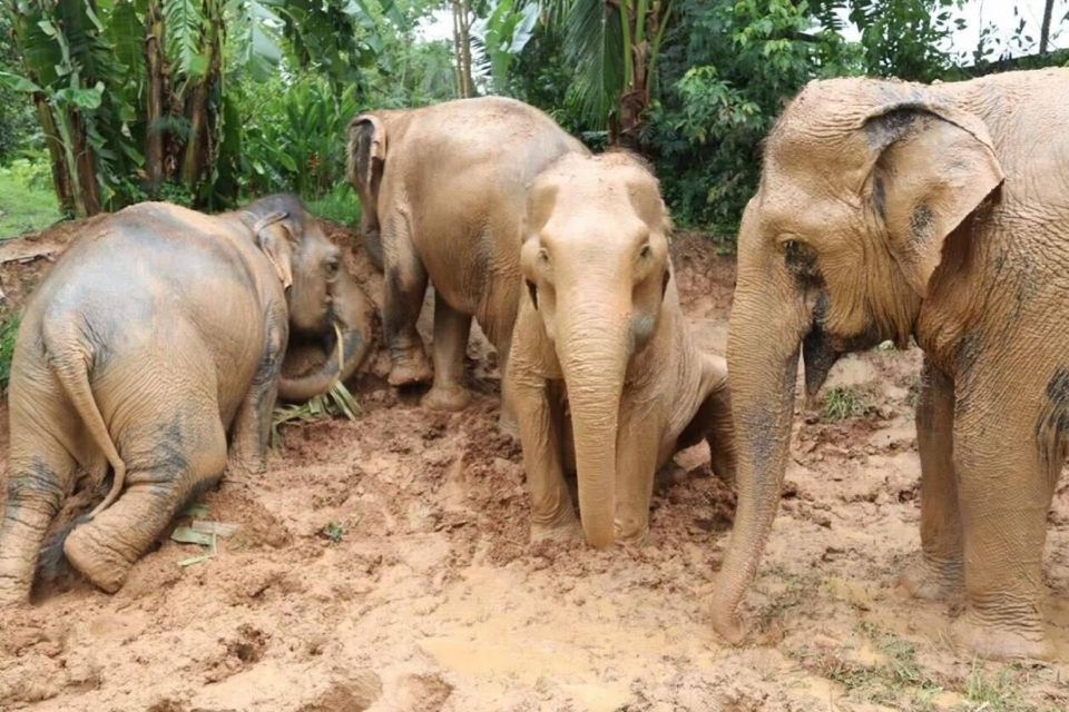 Koh Samui: Elephant Sanctuary and More - Full Day - Common questions