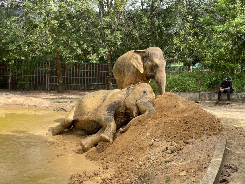 Koh Samui: Ethical Elephant Home Guided Tour With Transfers - Tips for a Memorable Experience