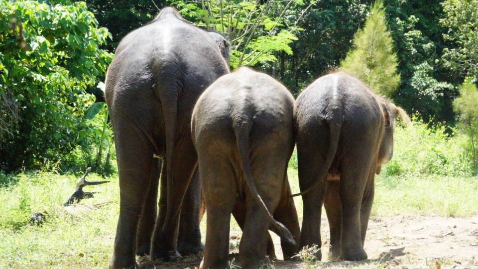 Koh Samui: Half-Day Ethical Elephant Sanctuary With Mud Spa - Elephant Care and Rescue