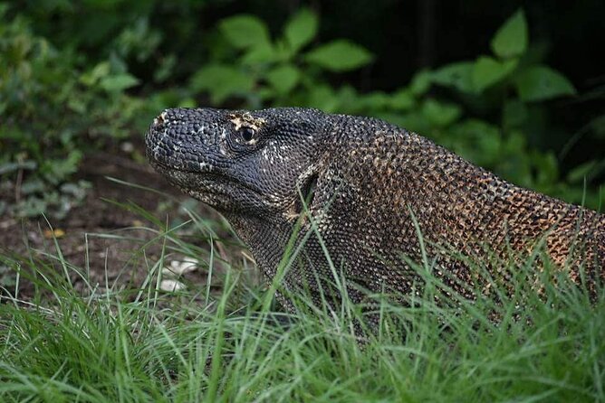 Komodo Private Tour 3Days 2 Night - Booking Information