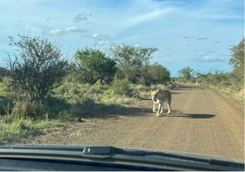 Kruger National Park Safari - 10days - Common questions