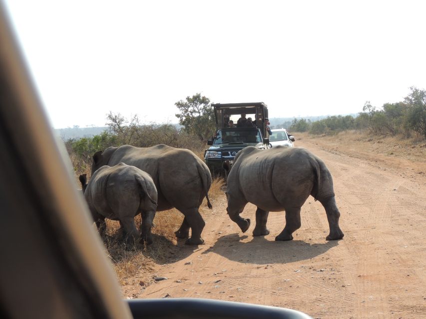 Kruger National Park: Wildlife-Watching Safari - Wildlife Encounter Tips