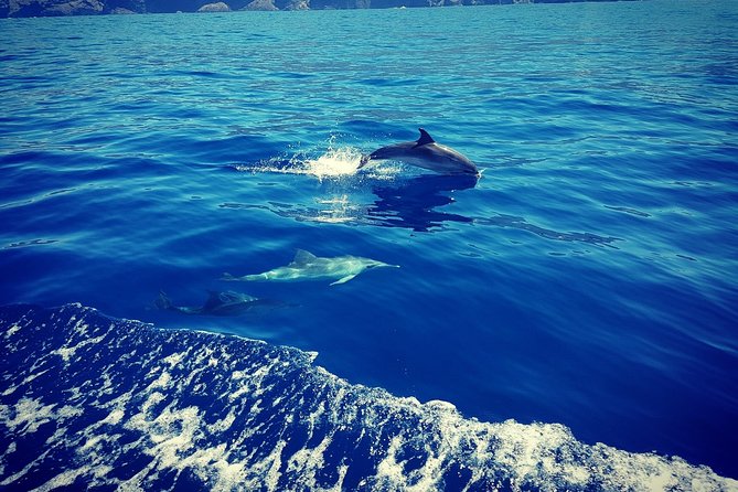 La Palma Dolphin and Whale Cruise - Review Summary