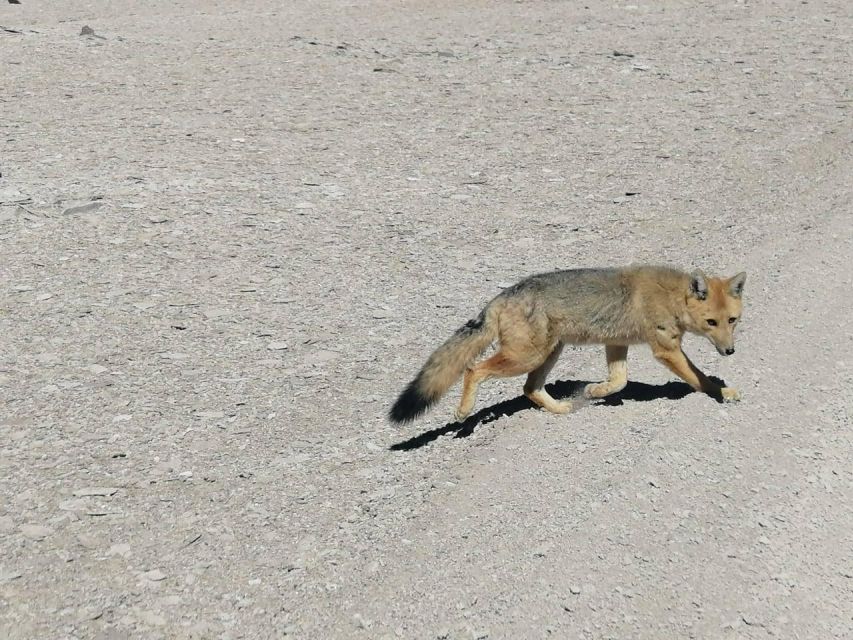 La Paz: 5-Day Uyuni Salt Flats by Bus - Directions