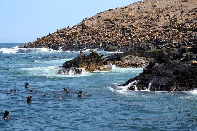 Lima: Palomino Islands Excursion & Swimming With Sea Lions With Hotel Transfers - Customer Recommendations