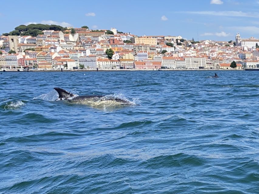 Lisbon: Dolphin Watching Boat Tour - Review Ratings