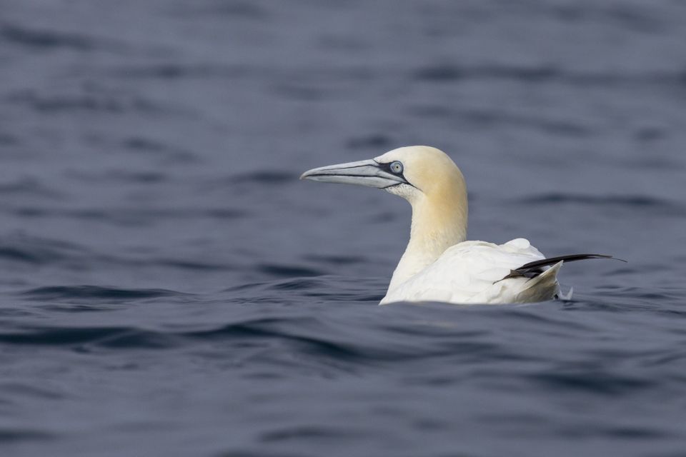 Lisbon: Dolphin Watching With Marine Biologist - Directions